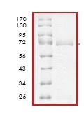SDS-PAGE - Recombinant human MEK1 protein (AB63209)