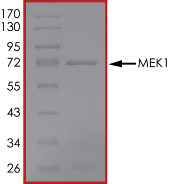 SDS-PAGE - Recombinant human MEK1 protein (AB63209)