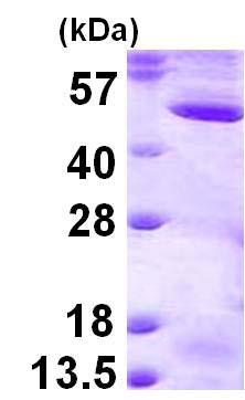 SDS-PAGE - Recombinant Human MEK2 protein (AB124543), expandable thumbnail