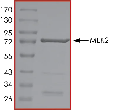 SDS-PAGE - Recombinant human MEK2 protein (AB60013)