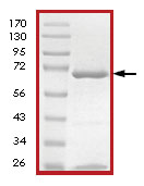 SDS-PAGE - Recombinant Human MEK2 protein (AB84722)