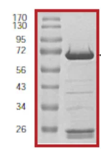 SDS-PAGE - Recombinant human MEK2 protein (GST tag N-Terminus) (AB60013)