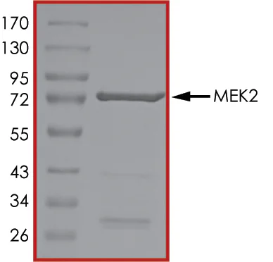 SDS-PAGE - Recombinant human MEK2 protein (GST tag N-Terminus) (AB60013)