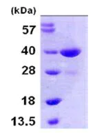 SDS-PAGE - Recombinant Human MEK3 protein (His tag N-Terminus) (AB105578)