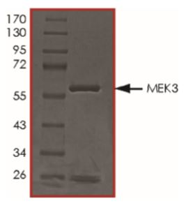 SDS-PAGE - Recombinant Human MEK3 protein (Tagged) (AB268753)