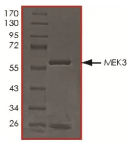 SDS-PAGE - Recombinant Human MEK3 protein (Tagged) (AB268753)