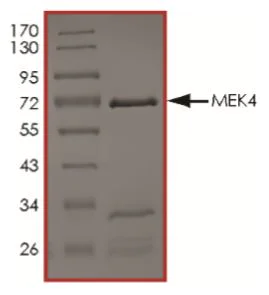 SDS-PAGE - Recombinant human MEK4/MKK4 protein (Active) (AB268754)