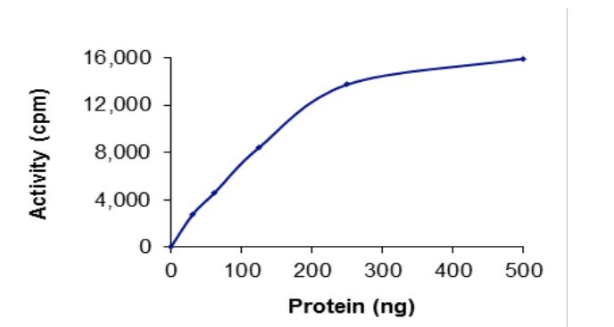 Functional Studies - Recombinant human MEK4/MKK4 protein (Active) (AB268797)