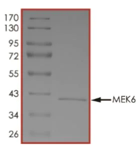 SDS-PAGE - Recombinant Human MEK6 protein (His tag) (AB268756)