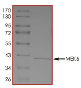 SDS-PAGE - Recombinant Human MEK6 protein (His tag N-Terminus) (AB268756)