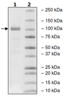 Recombinant human MEKK2 protein