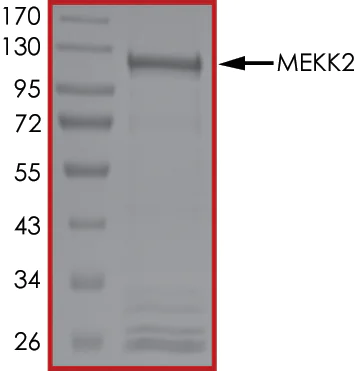 SDS-PAGE - Recombinant human MEKK2 protein (AB85299)