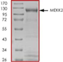 SDS-PAGE - Recombinant human MEKK2 protein (AB85299)