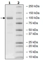 SDS-PAGE - Recombinant human MEKK2 protein (GST tag N-Terminus) (AB135009)