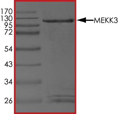 Recombinant human MEKK3 protein