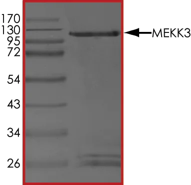 SDS-PAGE - Recombinant human MEKK3 protein (AB85297)