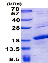 SDS-PAGE - Recombinant Human MelanA protein (AB157272)