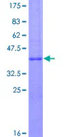 SDS-PAGE - Recombinant Human MelanA protein (GST tag N-Terminus) (AB114312)