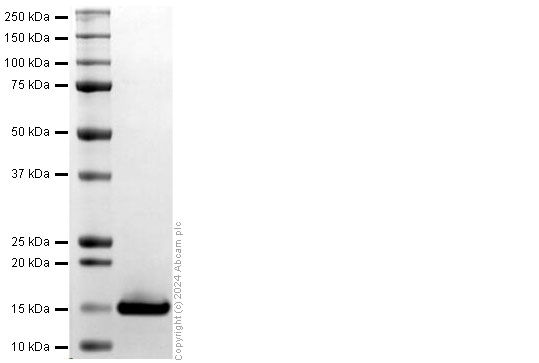 SDS-PAGE - Recombinant Human Melanoma Inhibitory Activity (MIA) Protein (His-tag) (AB317881), expandable thumbnail