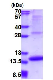 SDS-PAGE - Recombinant Human Melanoma Inhibitory Activity protein (denatured) (His tag N-Terminus) (AB177614)