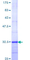 SDS-PAGE - Recombinant Human Melatonin Receptor 1A/MTNR1A protein (GST tag N-Terminus) (AB114688)