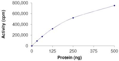 Recombinant human MELK (mutated T460M) protein
