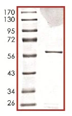 SDS-PAGE - Recombinant human MELK protein (AB102551)