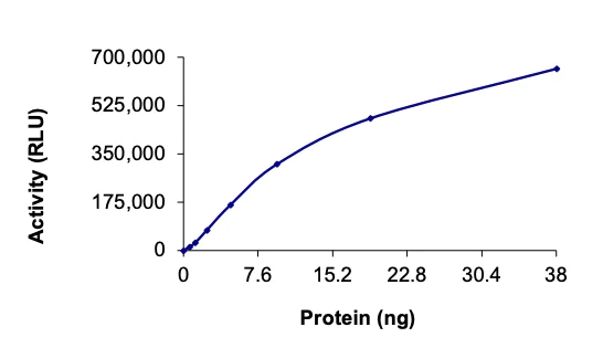 Functional Studies - Recombinant human MELK protein (Active) (AB204155)