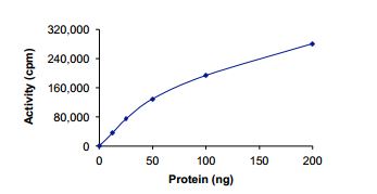 Functional Studies - Recombinant human MELK protein (Active) (AB204155), expandable thumbnail