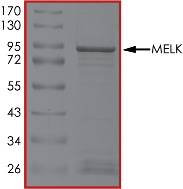 SDS-PAGE - Recombinant human MELK protein (Active) (AB204155), expandable thumbnail