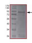 SDS-PAGE - Recombinant human MELK protein (Active) (AB204155), expandable thumbnail