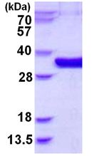 SDS-PAGE - Recombinant Human MEMO1 protein (His tag N-Terminus) (AB130046)