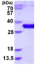 SDS-PAGE - Recombinant Human MEMO1 protein (His tag N-Terminus) (AB130046)