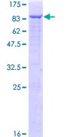 SDS-PAGE - Recombinant Human Menin protein (GST tag N-Terminus) (AB152527)