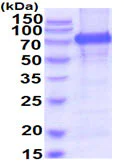 SDS-PAGE - Recombinant Human Meprin alpha protein (His tag) (AB219292)