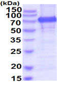 SDS-PAGE - Recombinant Human Meprin alpha protein (His tag C-Terminus) (AB219292)