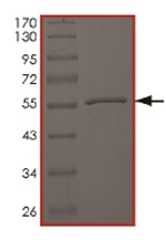 Recombinant human MERTK (mutated A708S) protein