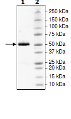 SDS-PAGE - Recombinant human MERTK protein (Active) (GST tag N-Terminus) (AB271471)