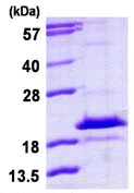 SDS-PAGE - Recombinant Human MESH1 protein (AB113583)