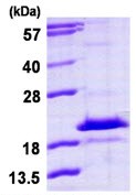 SDS-PAGE - Recombinant Human MESH1 protein (His tag N-Terminus) (AB113583)
