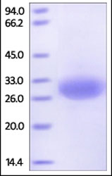 SDS-PAGE - Recombinant Human Mesothelin protein (AB185274), expandable thumbnail