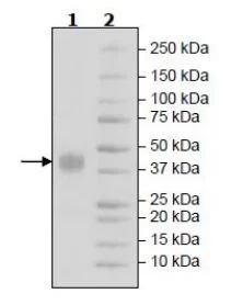 SDS-PAGE - Recombinant Human Mesothelin protein (Avi tag C-Terminus + His tag C-Terminus) (AB271610)