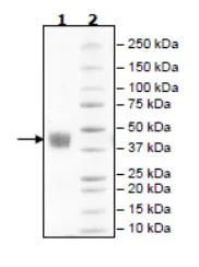 SDS-PAGE - Recombinant Human Mesothelin protein (Biotin) (Avi tag C-Terminus + His tag C-Terminus) (AB271609)