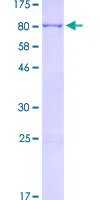 SDS-PAGE - Recombinant Human Mesothelin protein (GST tag N-Terminus) (AB153062)