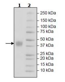 SDS-PAGE - Recombinant Human Mesothelin protein (Tagged) (AB271610), expandable thumbnail