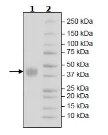 SDS-PAGE - Recombinant Human Mesothelin protein (Tagged) (AB271610)
