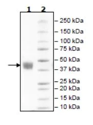 SDS-PAGE - Recombinant Human Mesothelin protein (Tagged) (Biotin) (AB271609)