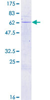 Recombinant Human MEST protein