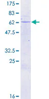 SDS-PAGE - Recombinant Human MEST protein (GST tag N-Terminus) (AB116871)