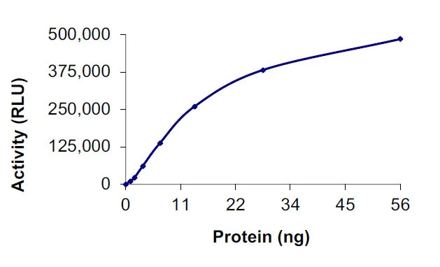 Functional Studies - Recombinant human Met (c-Met) (mutated D1228A) protein (Active) (AB268760)